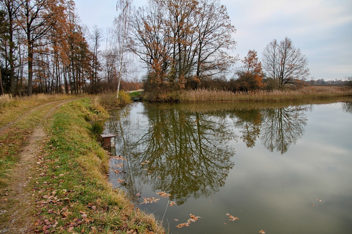 Jihočeský rybník obklopený stromy v podzimních barvách
